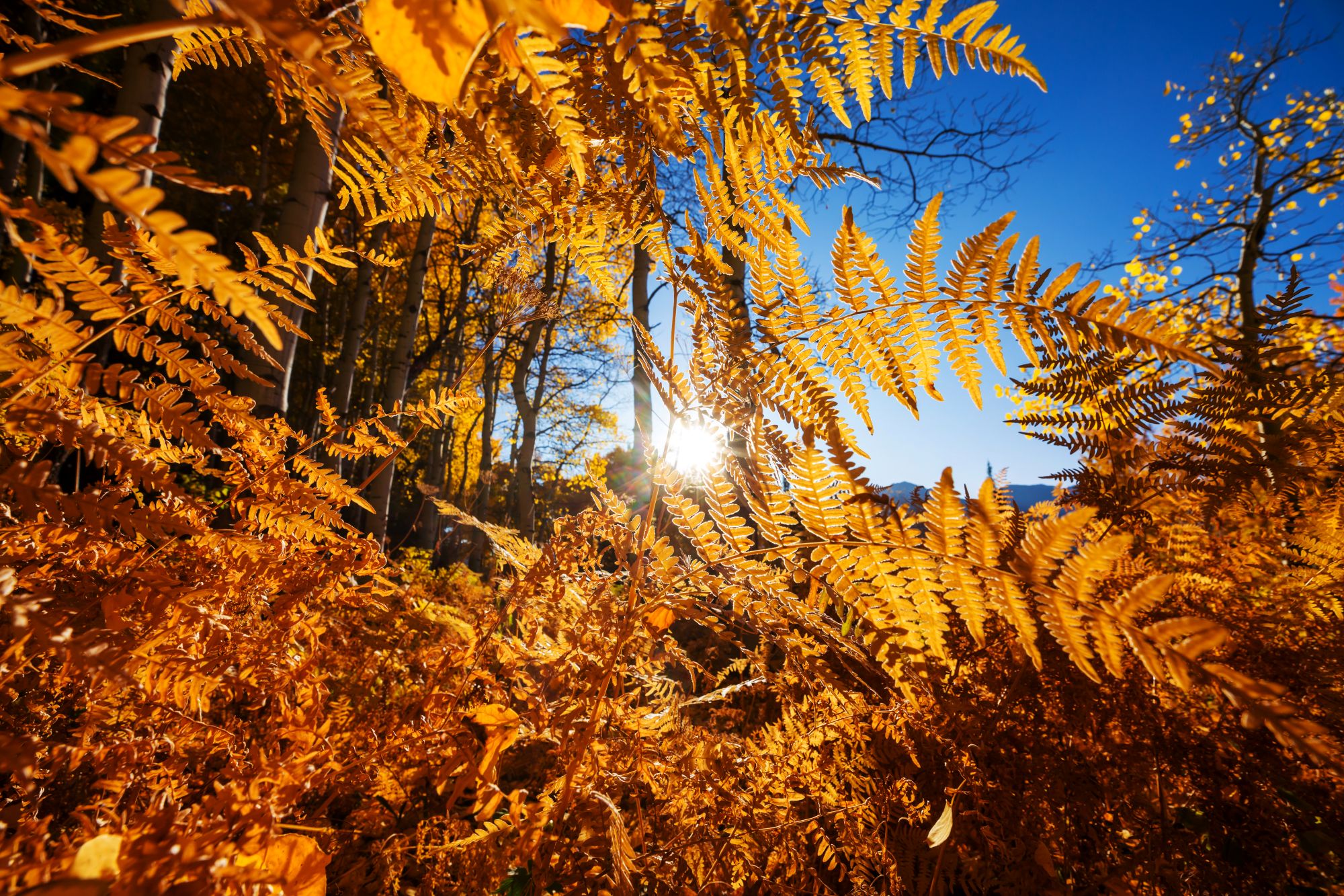 Hintergrund-Bild